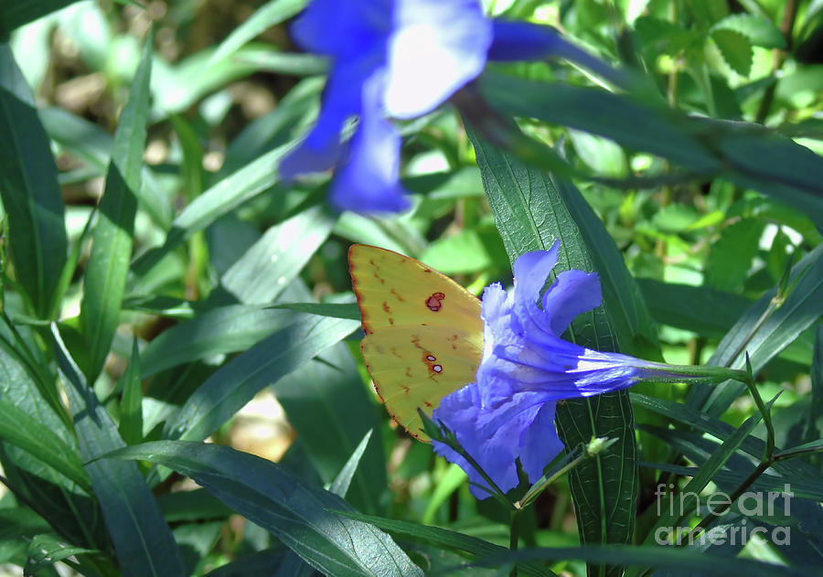 Sulphur Butterfly In The Mexican Petunia Photograph by D Hackett
