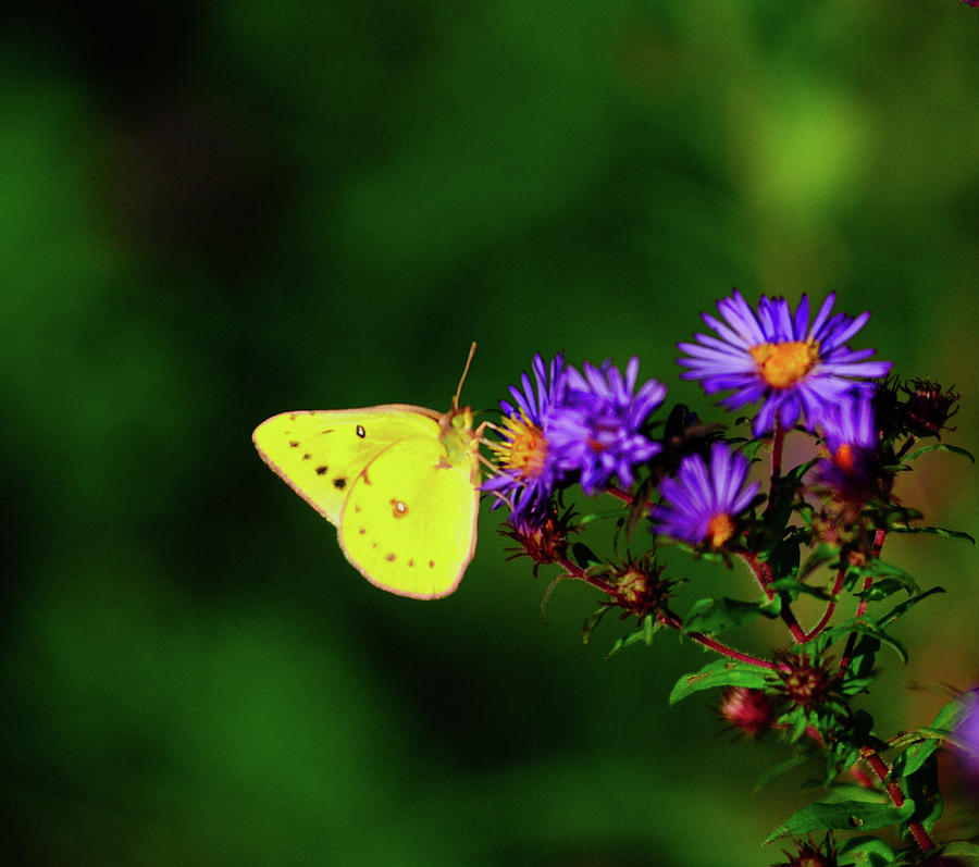 Sulphur Butterfly Photograph - Sulphur Butterfly by Randall Branham