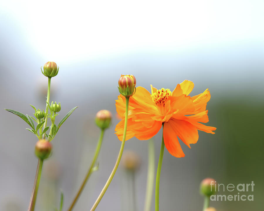 Sulphur Cosmos Photograph by Daniel Beard - Fine Art America