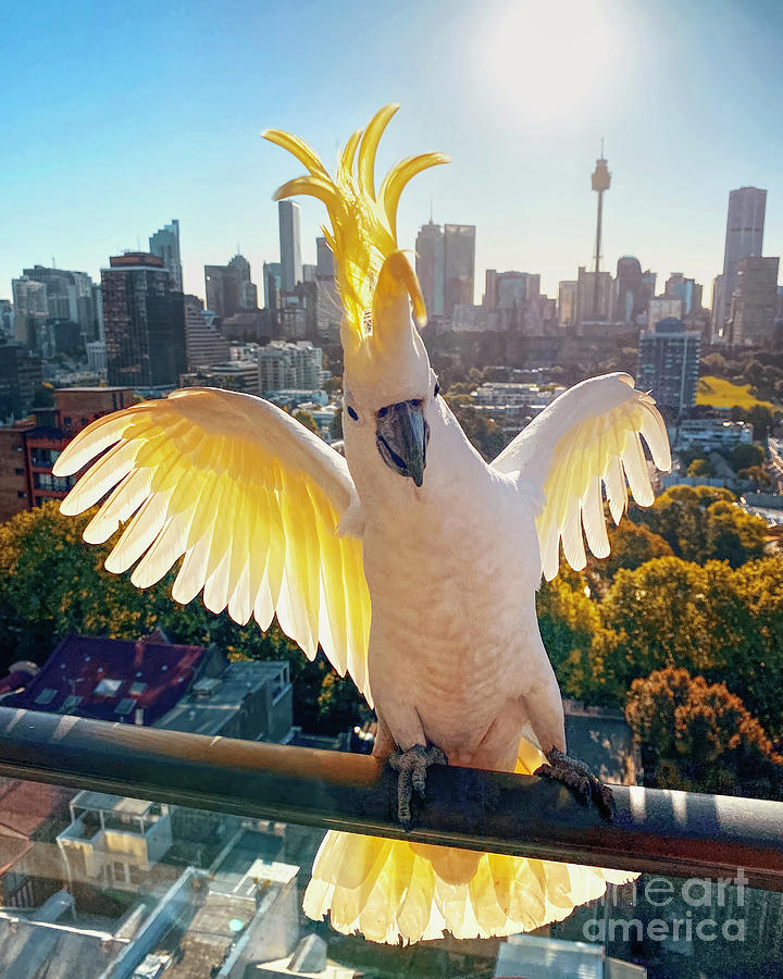 Sulphur crested Cockatoo in Sydney Photograph by Philipp Glanz