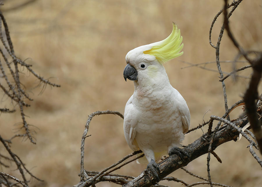 Sulphur-crested Cockatoo perched on a branch Photograph by Maryse Jansen