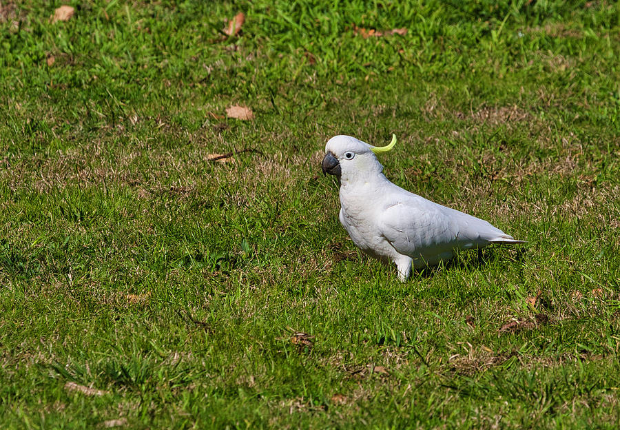 Sulphur Crested Cockatoo 6 Photograph by Steven Ralser