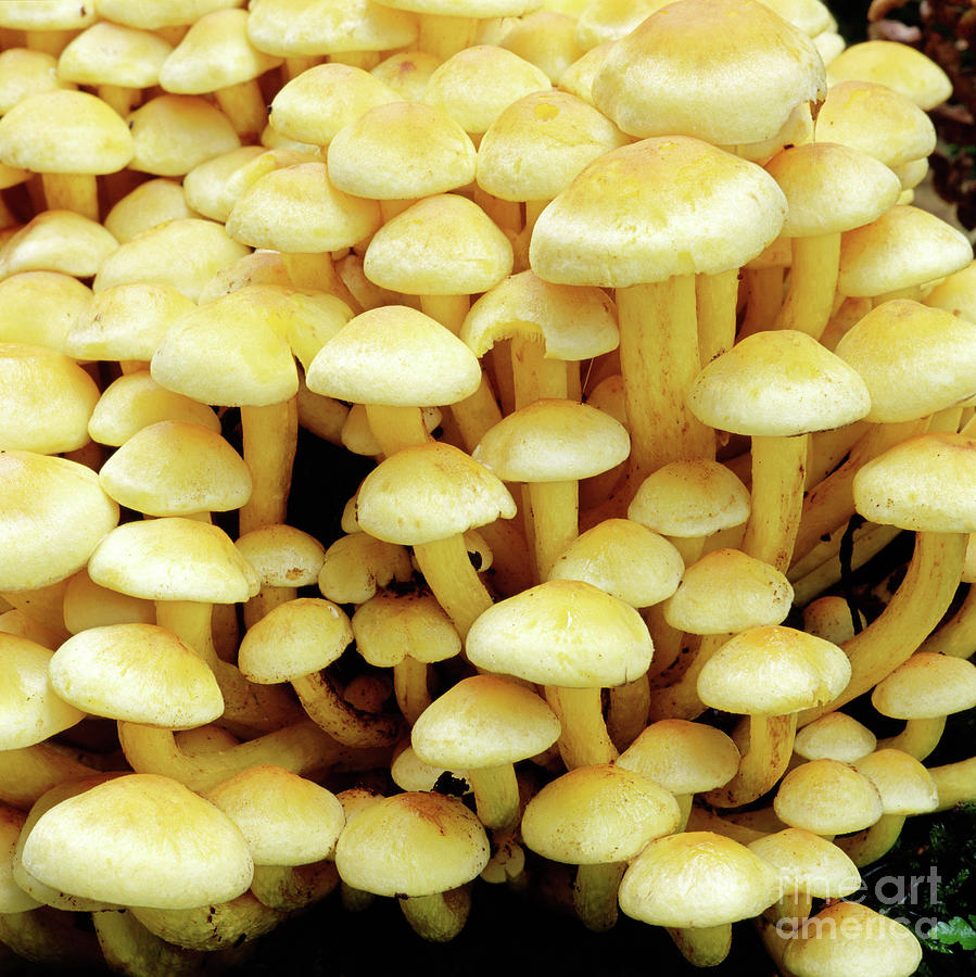 Sulphur Tuft Fungi Photograph by Warren Photographic
