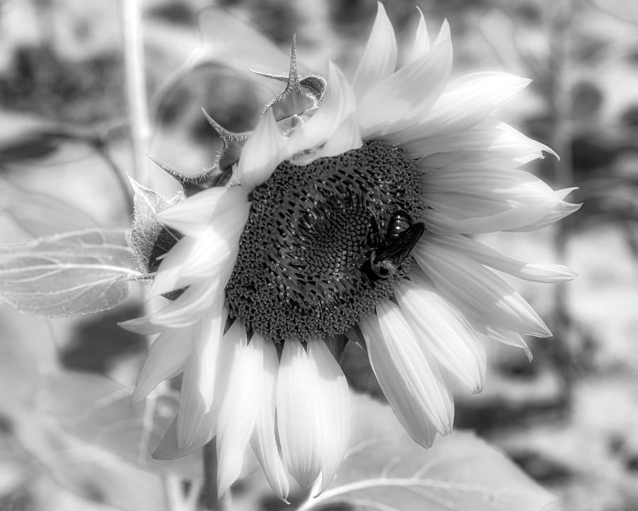 Sultry Black And White Sunflower Photograph
