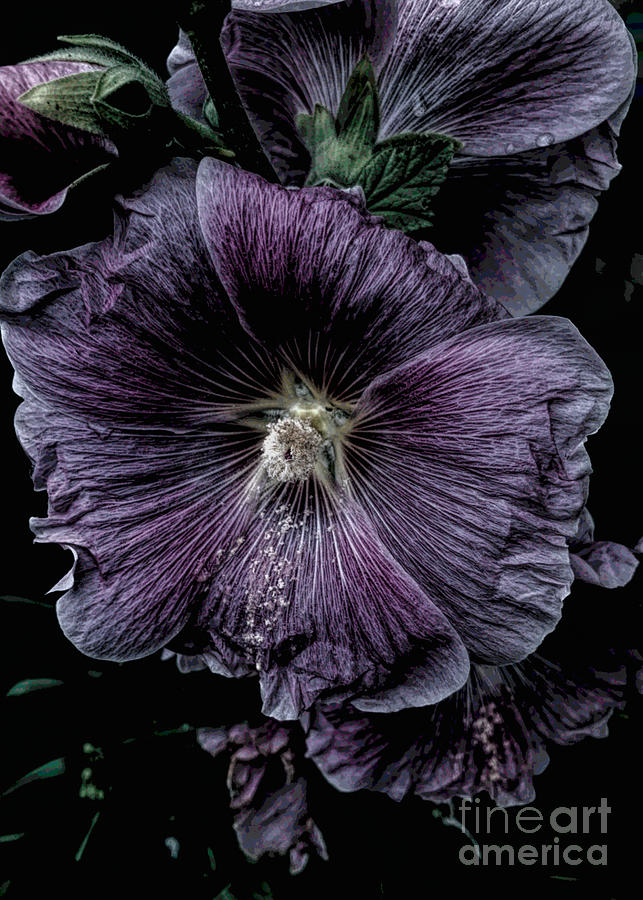 Sultry Hollyhock Photograph by Luther Fine Art