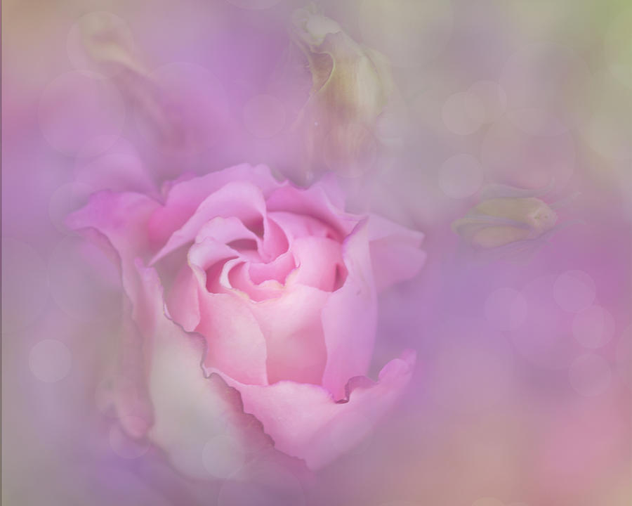 Sultry Rose Photograph by Ann Bridges