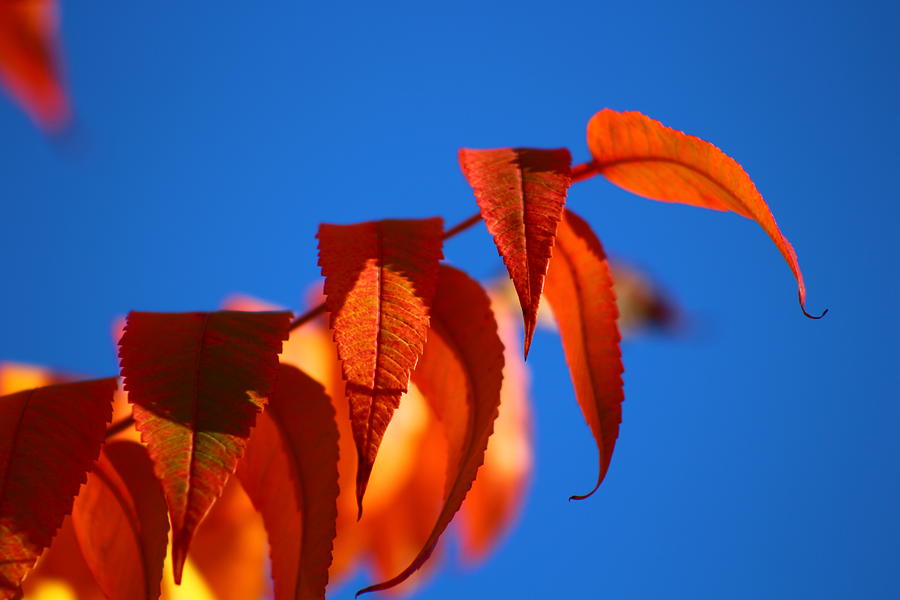 Sumac Autumn Splendor Photograph