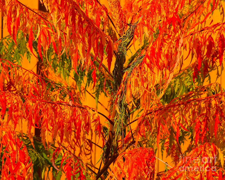 Sumac Fall Tree Photograph by Sherry Little Fawn Schuessler Fine Art