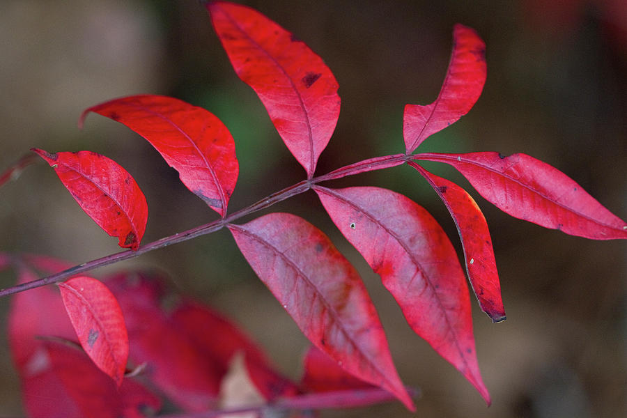 Sumac in Brilliant Red Photograph by Kathy Clark