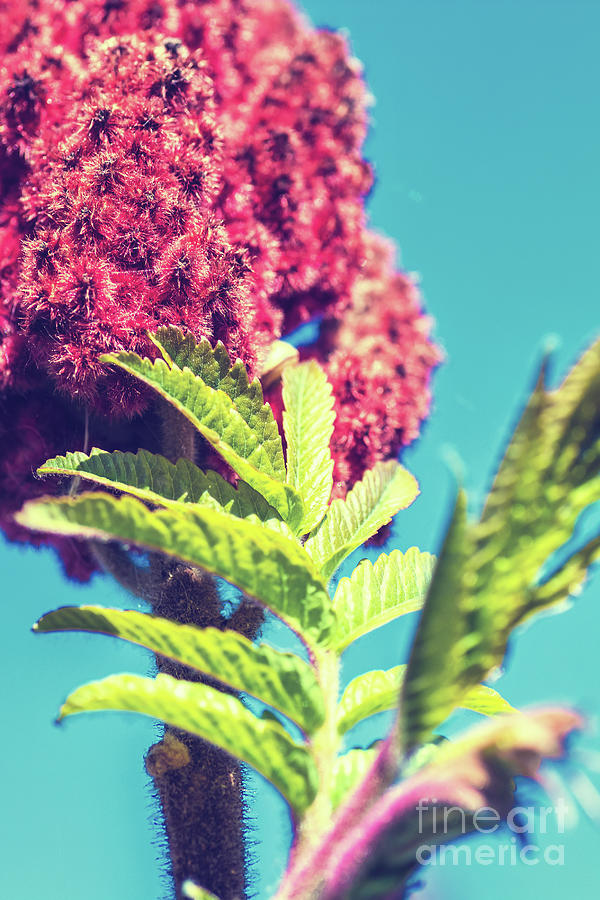 Spring Photograph - Sumac Rhus typhina also called Virginia Sumac close-up plant leaf growing by Gregory DUBUS