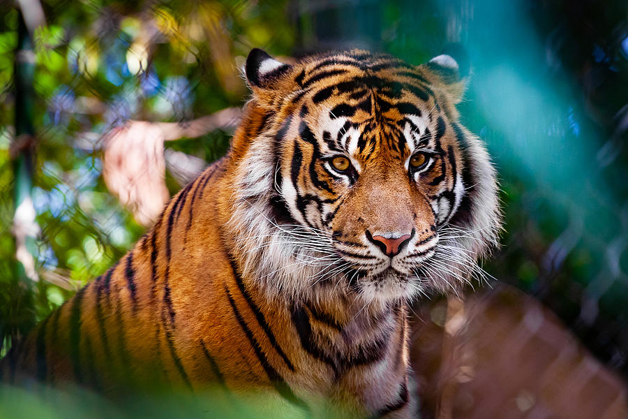 Sumatran Photograph by April Reppucci