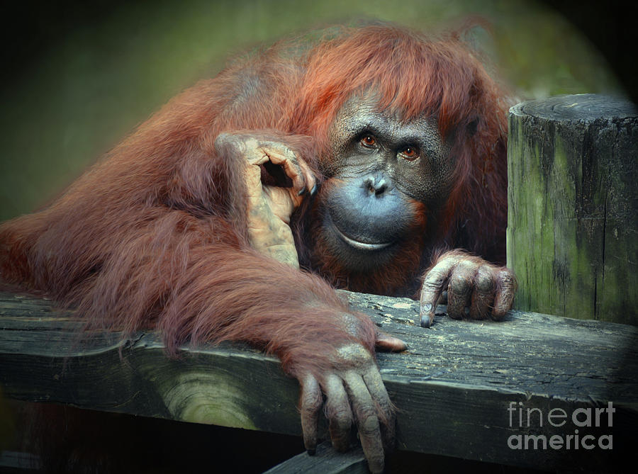 Sumatran Female Orangutan Digital Art