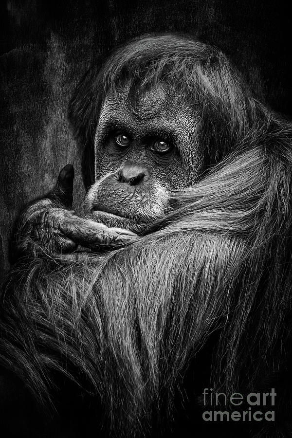 Black And White Photograph - Sumatran Orangutan by Adrian Evans