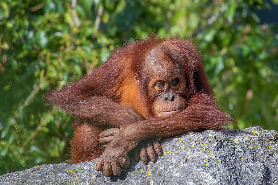 Orangutan Photograph - Sumatran Orangutan - Juvenile by Darren Wilkes