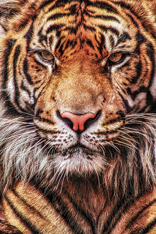 Sumatran Tiger-004-C Photograph by David Allen Pierson