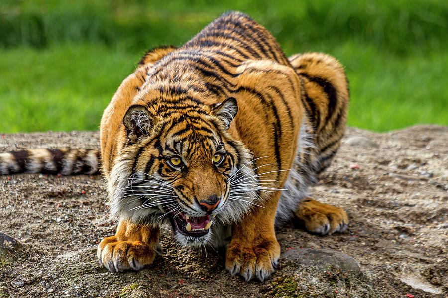 Sumatran Tiger 1 Photograph by Rob Green