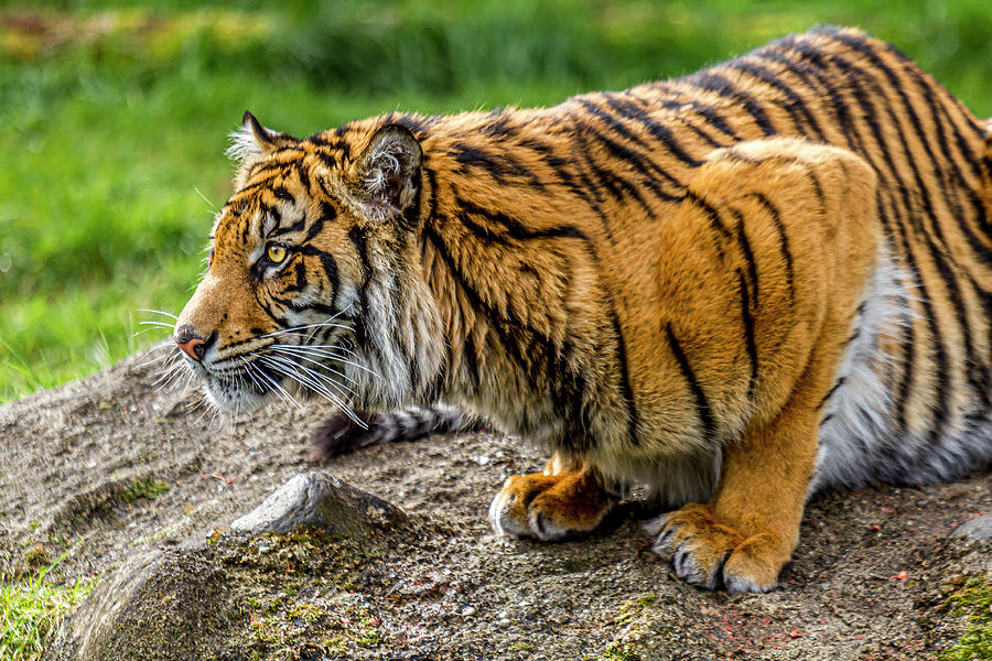 Sumatran Tiger 2 Photograph by Rob Green