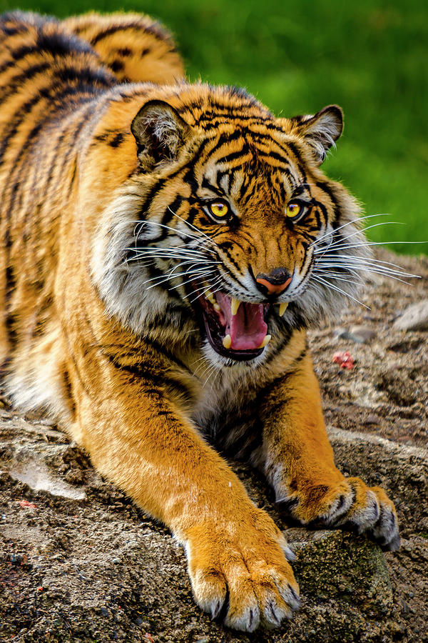 Sumatran Tiger 3 Photograph by Rob Green