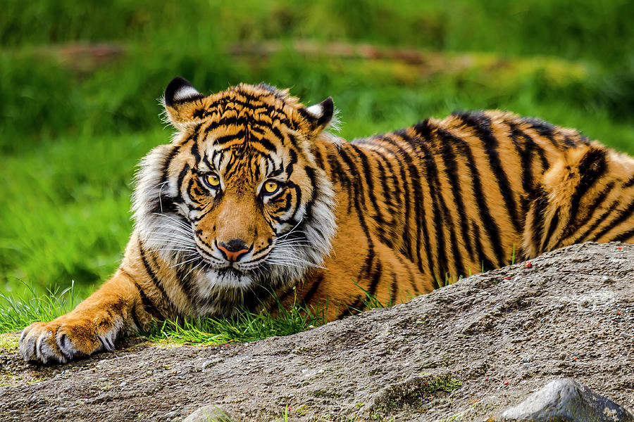 Sumatran Tiger 4 Photograph by Rob Green