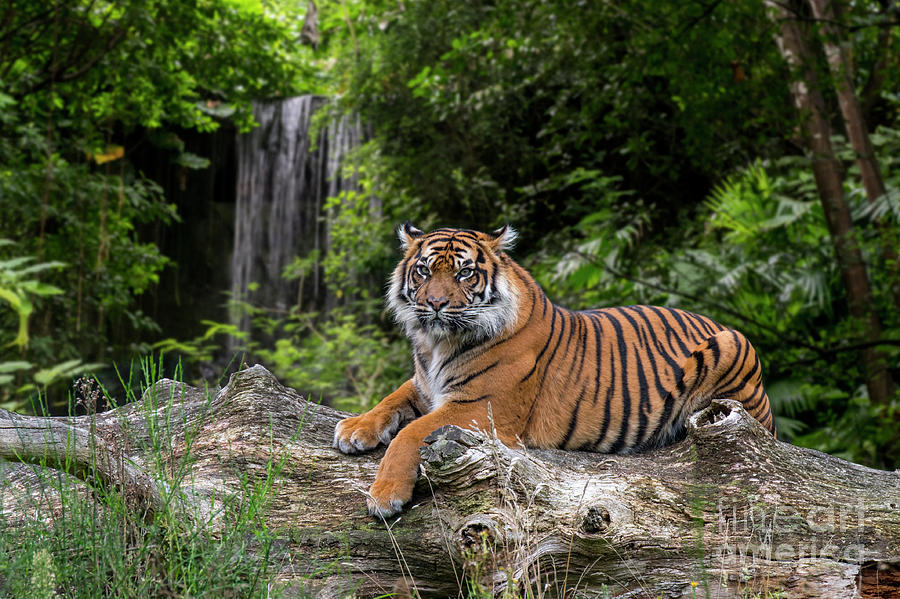 Sumatran Tiger and Waterfall Photograph by Arterra Picture Library