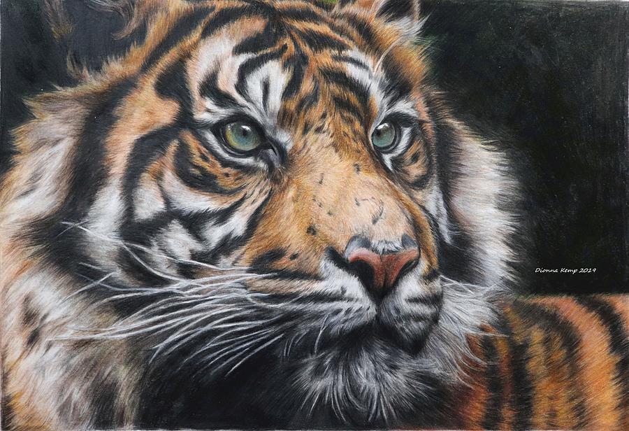 Wildlife Drawing - Sumatran Tiger by Dionna Kemp