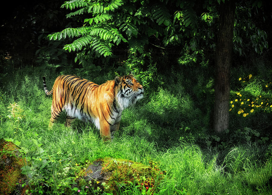 Sumatran tiger looking up in tree - Wildlife photo Photograph by Stephan Grixti