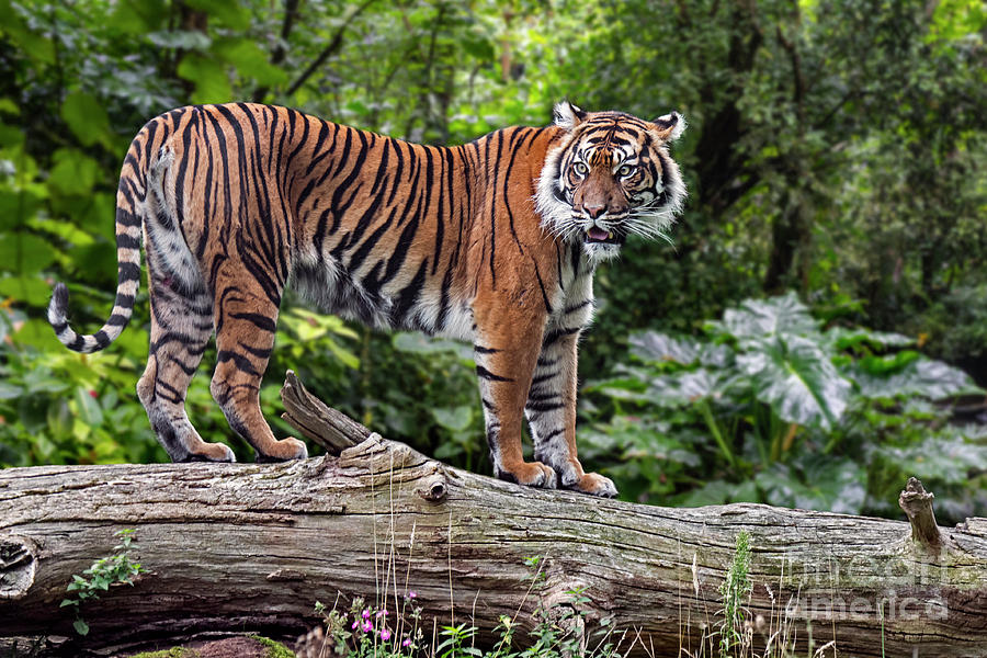 Sumatran Tiger on Fallen Tree Trunk Photograph by Arterra Picture Library