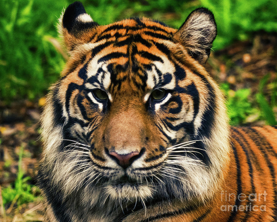 Sumatran Tiger up Close and Personal Photograph by Abigail Diane Photography