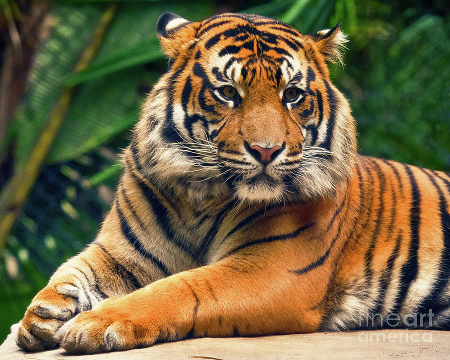 Sumatran Tiger sitting proudly Photograph by Abigail Diane Photography