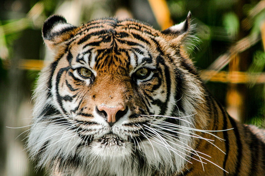 Noble Sumatran Tiger Photograph by Bj S
