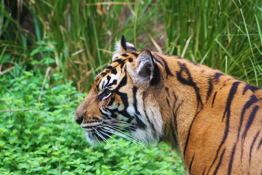 Sumatran Tiger Portrait Photograph by Brittney Powers - Fine Art America