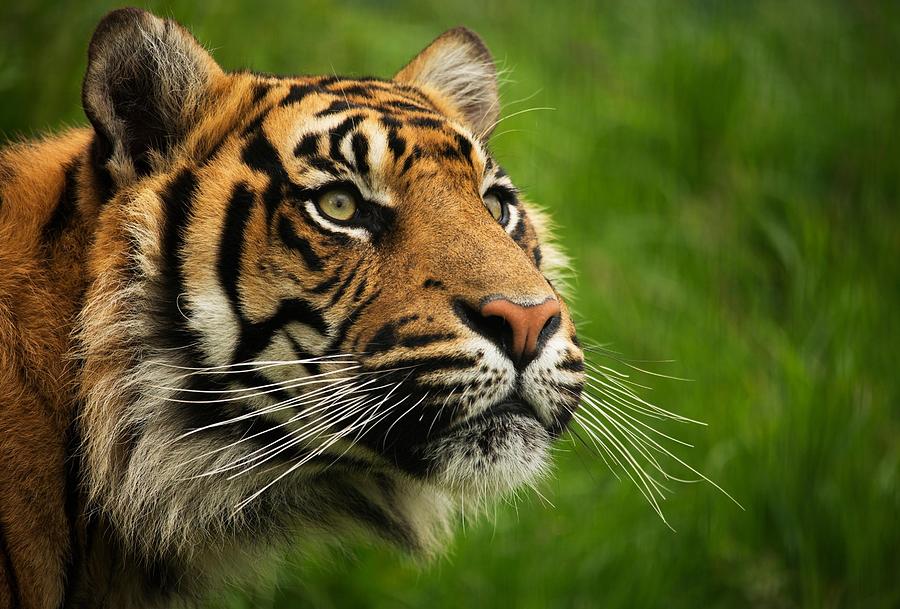 Sumatran Tiger portrait close up Photograph by Blagovest Blagoev - Fine ...