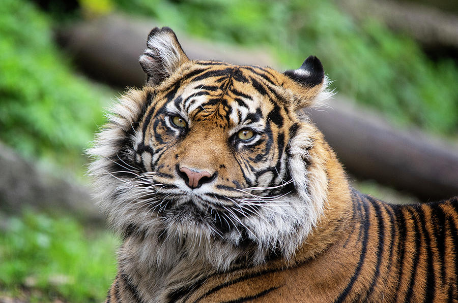 Sumatran Tigress Daseep Photograph by Gareth Parkes