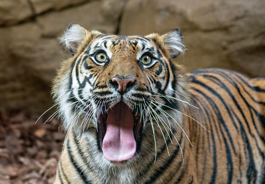 Sumatran Tigress Geisha Photograph by Gareth Parkes