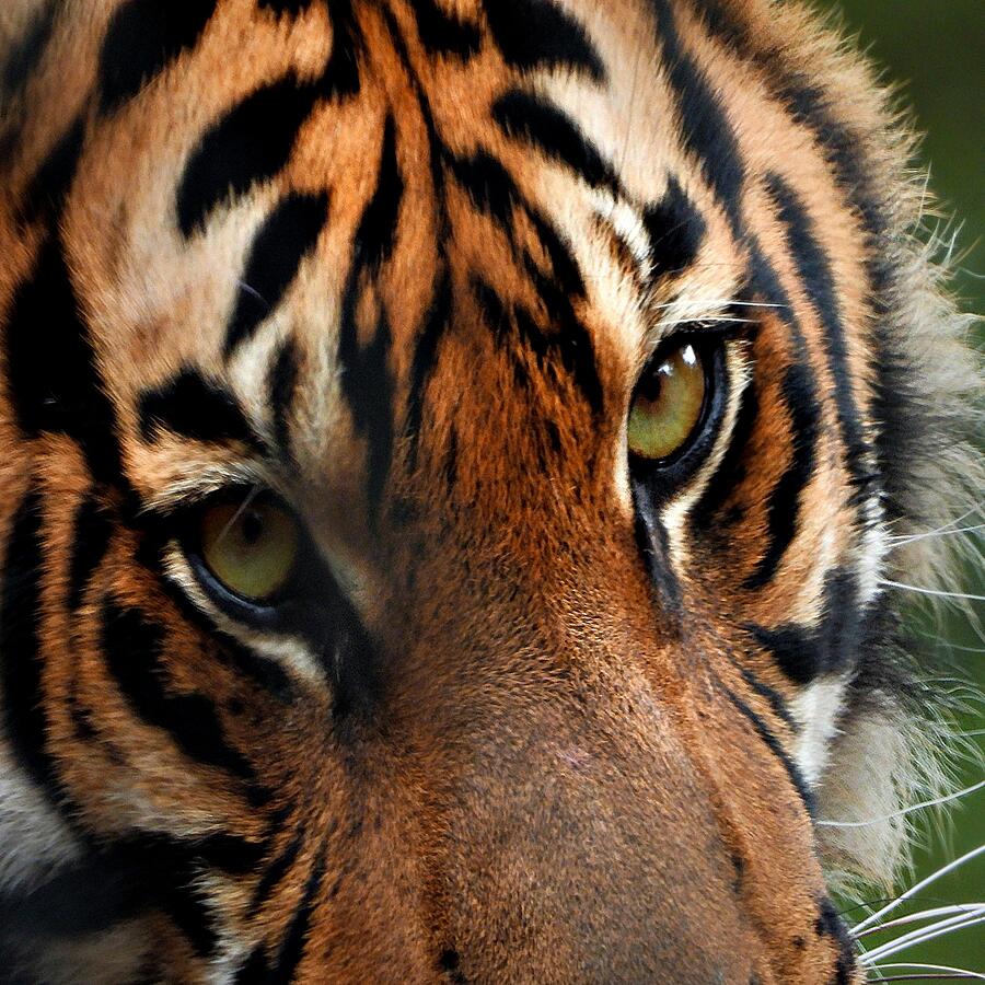 Sumatrin Tiger Photograph by Rosie Lee Sumatrin Tiger Photograph by Rosie Lee