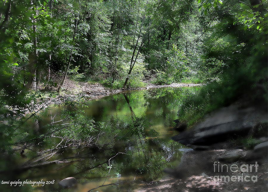 Summer At The Creek Photograph by Tami Quigley