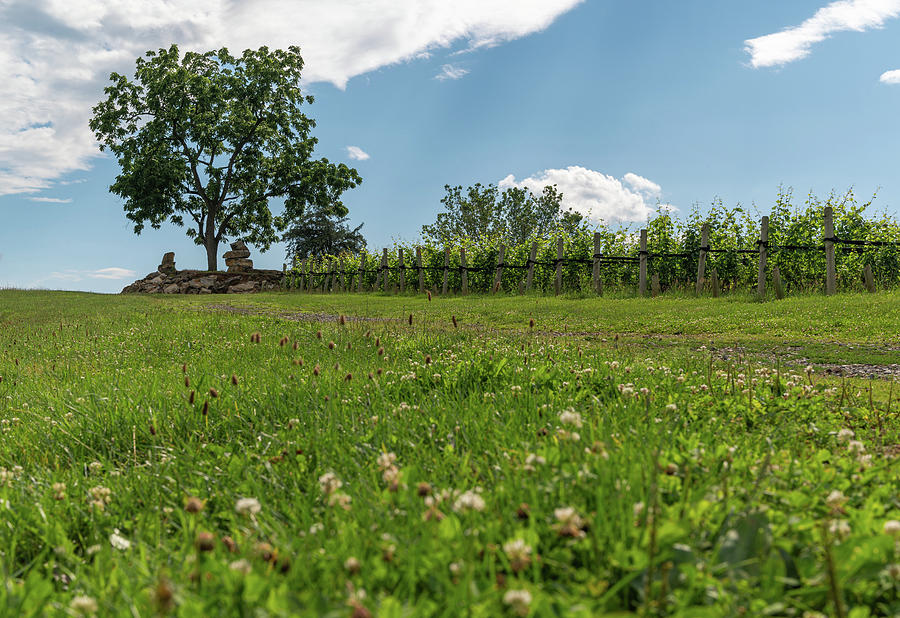 Summer at the Winery Photograph by Kristopher Schoenleber