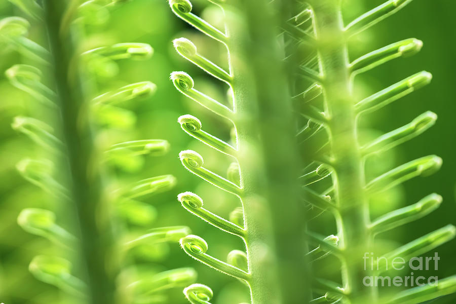 Summer background of the curled green fronds of a sago palm leaf Photograph by Jane Rix