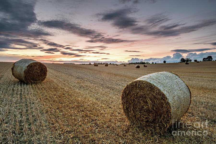 Summer Bales Photograph by Martin Williams