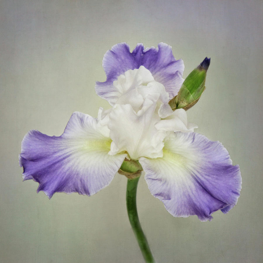 Summer Bearded Iris Square Photograph by David and Carol Kelly