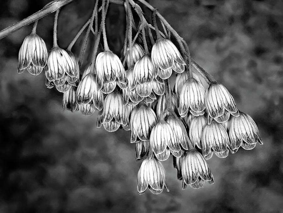 Summer Bells Flowers BW Photograph by Susan Candelario