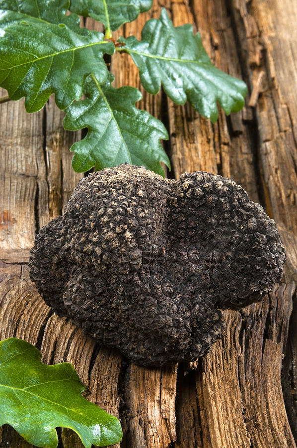 Summer black truffle Photograph by Nico Tondini