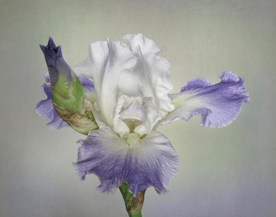 Summer Blooming Bearded Iris Landscape Format Photograph by David and Carol Kelly