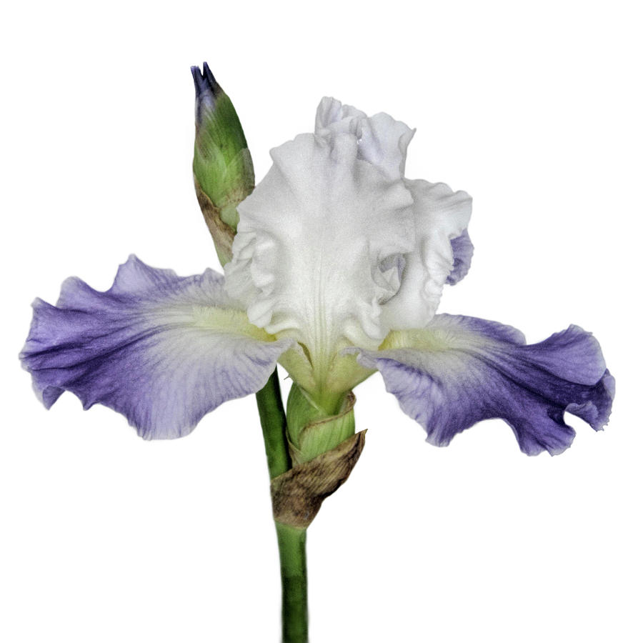 Summer Blooming Blue and White Iris Square Format Photograph by David and Carol Kelly