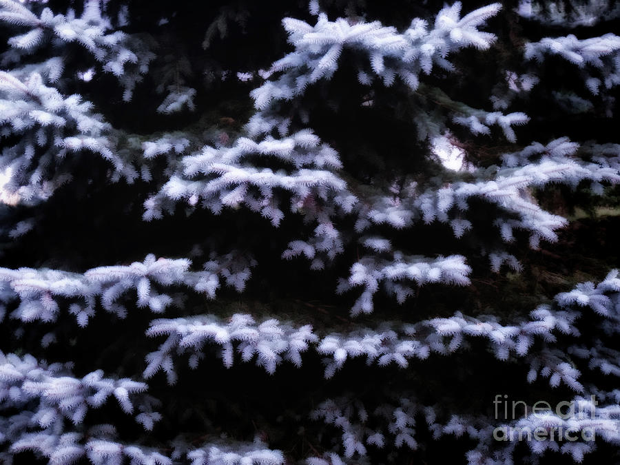 Summer Blue Spruce Photograph by AnnMarie Parson-McNamara