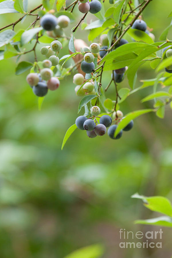 Summer Blueberries Photograph by Jayne Carney