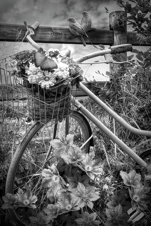 Summer Breeze on a Bicycle Black and White Photograph by Debra and Dave Vanderlaan