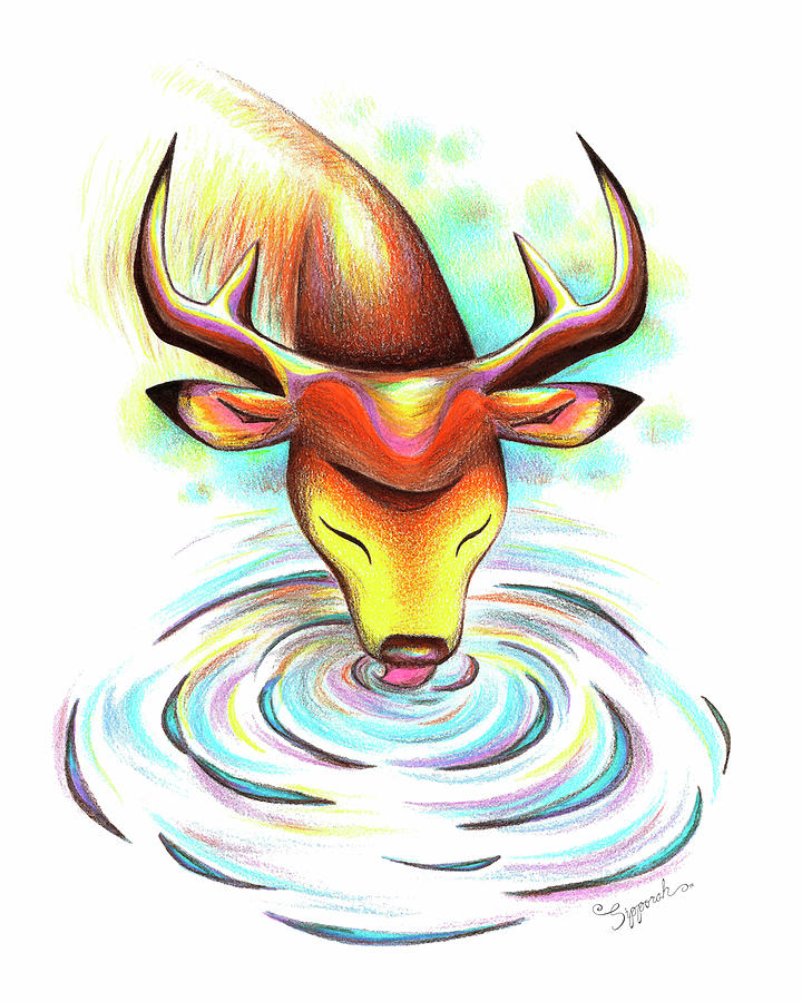 Summer Buck Drawing by Sipporah Art and Illustration