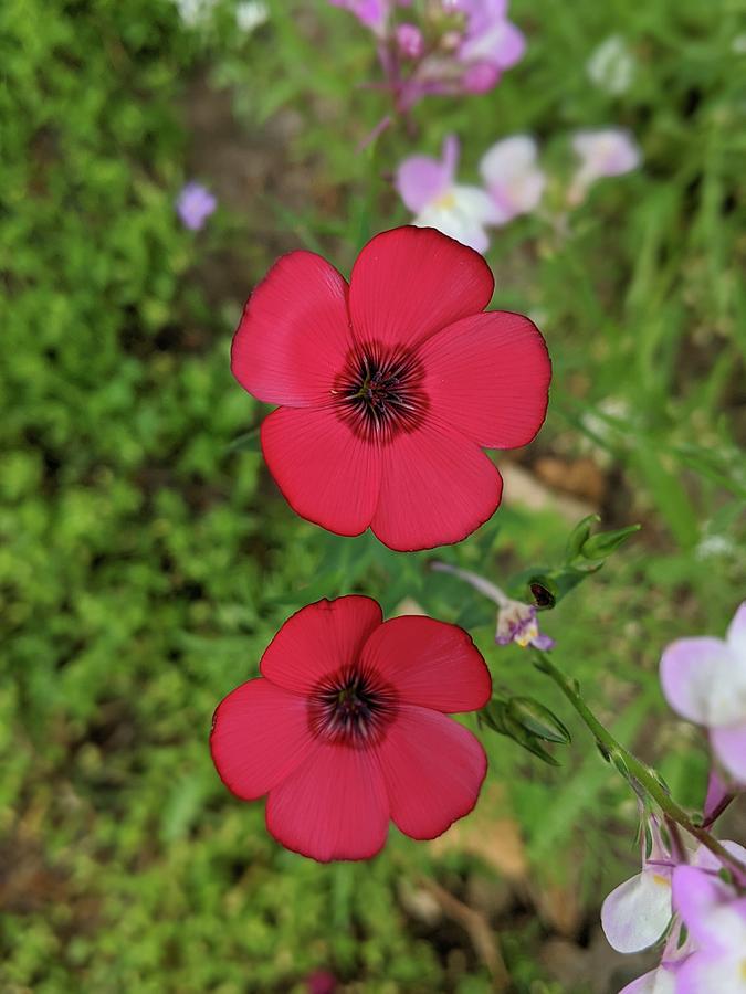 Summer Buds Photograph by Erin Haas-Hatten | Fine Art America