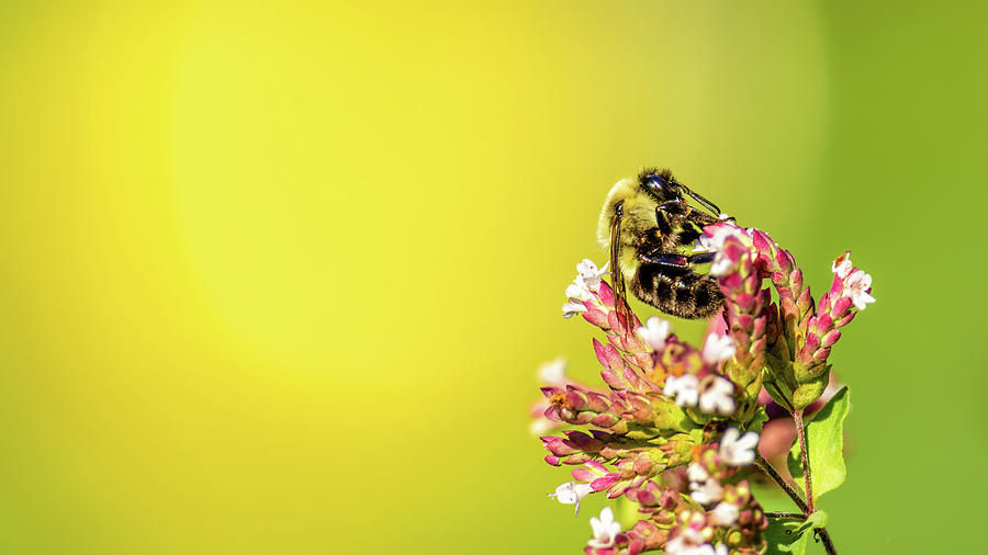 Summer Bumblebee Photograph by Rachel Morrison